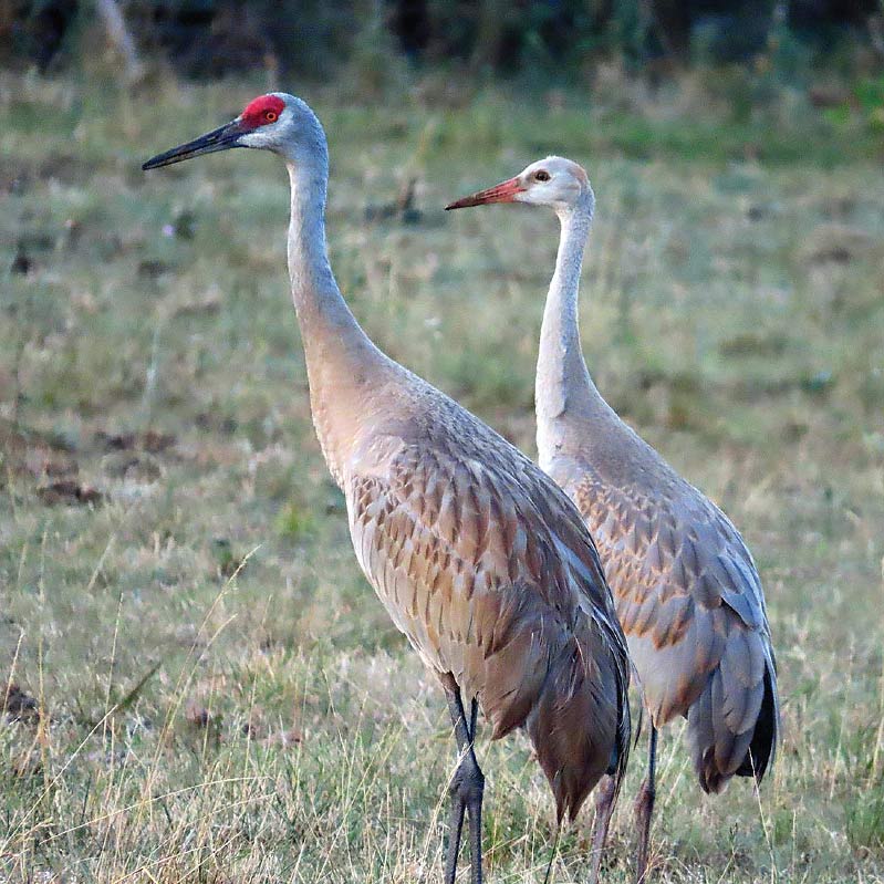 Male and female Sandhill cranes standing beside each other